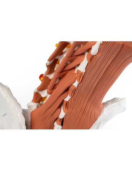 Bacino maschile con colonna lombare e muscoli lombari EZ-4044