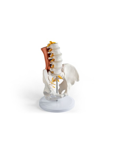 Erler Zimmer, modello anatomico di scheletro del bacino femminile a montaggio elastico 4054G