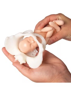 Erler Zimmer, modello anatomico di scheletro del bacino... 2