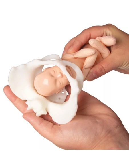 Erler Zimmer, modello anatomico di scheletro del bacino femminile a montaggio elastico 4054G