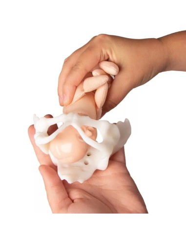 Erler Zimmer, modello anatomico di scheletro...