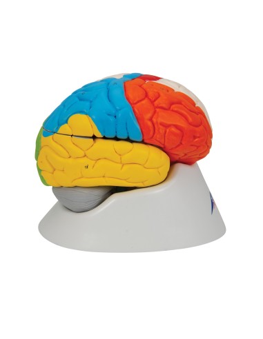 3B Scientific, modello funzionale di cervello...