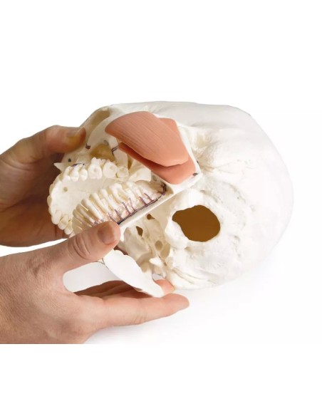 Erler Zimmer, Cranio, modello classico, scomponibile in 3 parti 4500