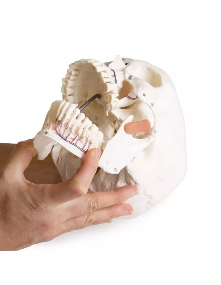 Erler Zimmer, Cranio, modello classico, scomponibile in 3 parti 4500