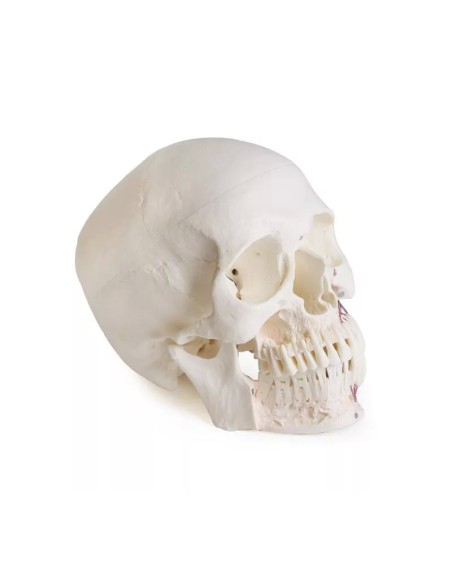 Erler Zimmer, Cranio, modello classico, scomponibile in 3 parti 4500