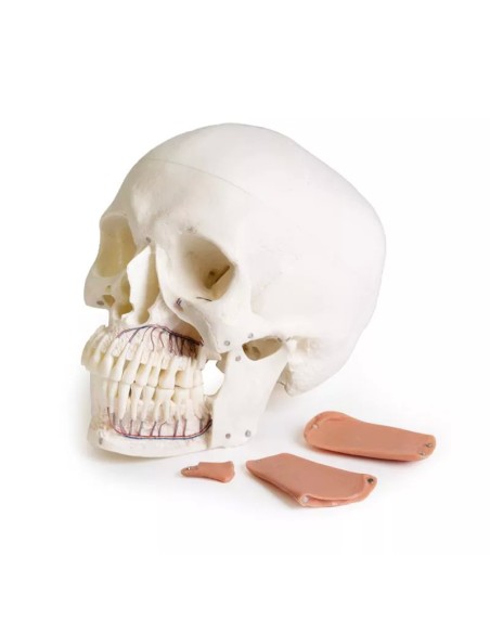 Erler Zimmer, Cranio, modello classico, scomponibile in 3 parti 4500