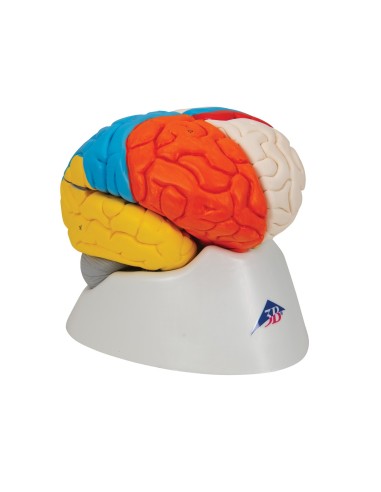3B Scientific, modello funzionale di cervello...