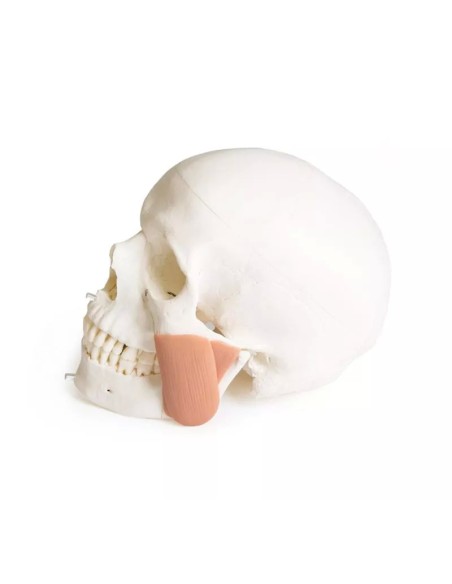 Modello di cranio per odontoiatria con sindrome CMD, in 8 parti EZ-4860