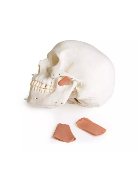Erler Zimmer, Cranio, modello classico, scomponibile in 3 parti 4500