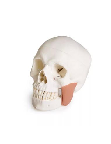 Modello di cranio per odontoiatria con sindrome...