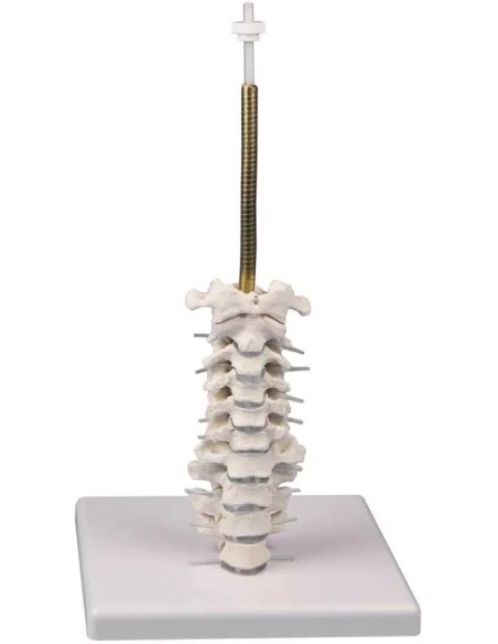 Erler Zimmer, Cranio, modello classico, scomponibile in 3 parti 4500
