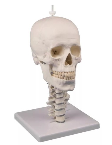 Erler Zimmer, Cranio, modello classico,...