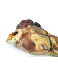 Coupe sagittale de la tête d'un chien – Erler Zimmer VP9020