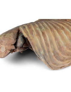 Thoracic cavity of a dog, left side – Erler Zimmer VP9050