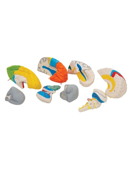 3B Scientific, modello funzionale di cervello umano, scomponibile in 8 parti, C22