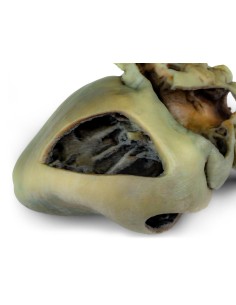 Cœur de chien avec dissection anatomique – Erler Zimmer... 2