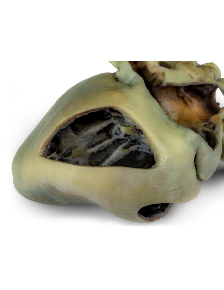 Cœur de chien avec dissection anatomique – Erler Zimmer VP9030