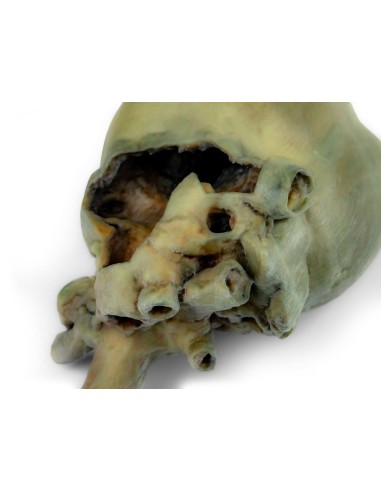 Cœur de chien avec dissection anatomique –...