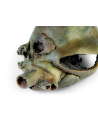Cœur de chien avec dissection anatomique –...