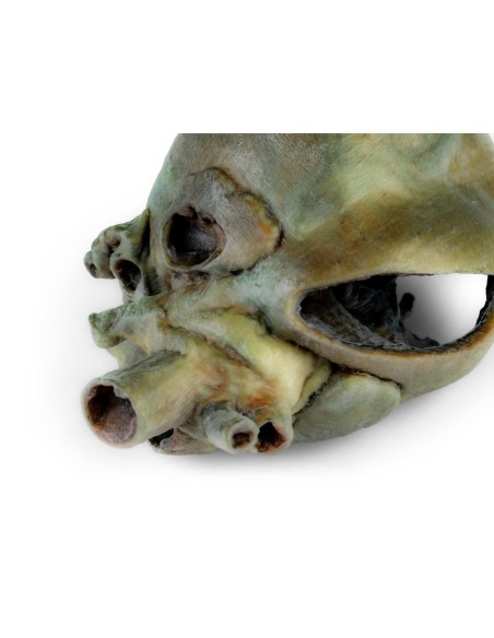 Dog Heart with Anatomical Dissection – Erler Zimmer VP9030