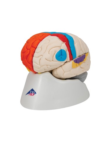 3B Scientific, modello funzionale di cervello...