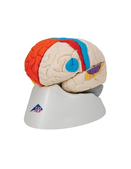 3B Scientific, modello funzionale di cervello umano, scomponibile in 8 parti, C22