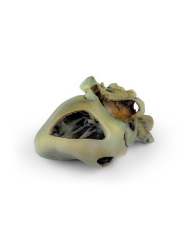 Cœur de chien avec dissection anatomique –...