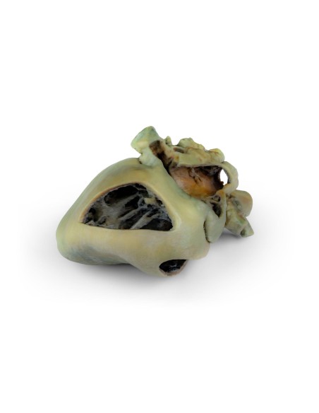 Cœur de chien avec dissection anatomique – Erler Zimmer VP9030