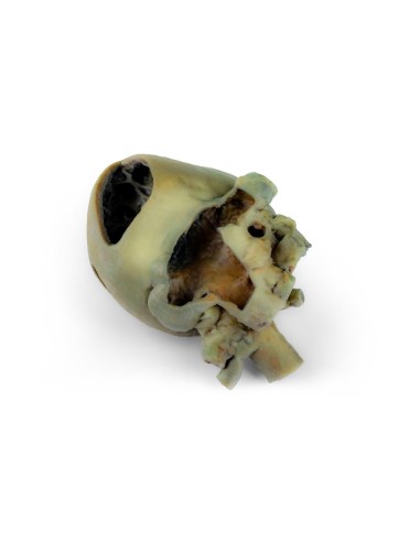 Cœur de chien avec dissection anatomique –...