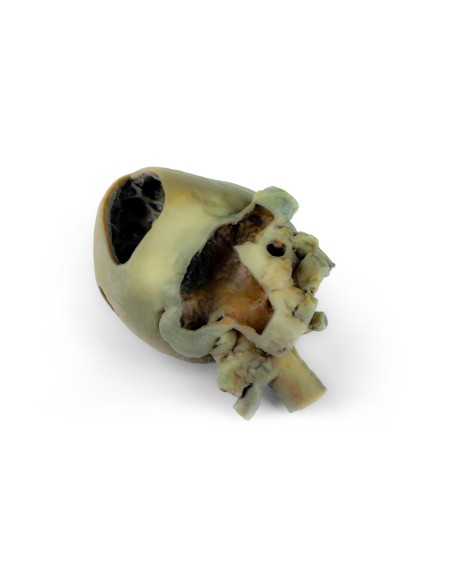 Cœur de chien avec dissection anatomique – Erler Zimmer VP9030