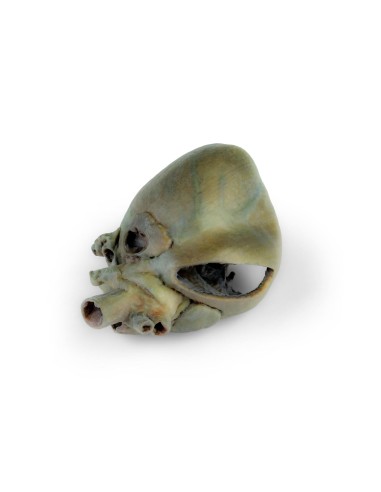 Cœur de chien avec dissection anatomique –...