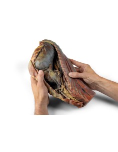 Thoracic Cavity of a Dog, Right Side – Erler Zimmer VP9040