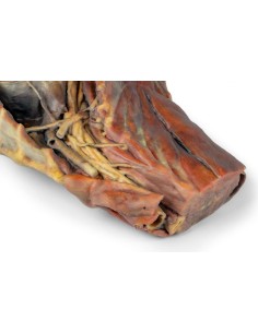 Thoracic Cavity of a Dog, Right Side – Erler Zimmer VP9040 2