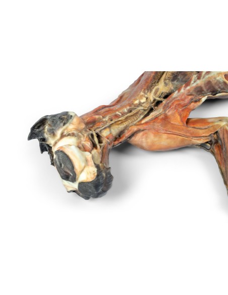 Complete Anatomical Dissection of a Cat – Erler Zimmer VP12000