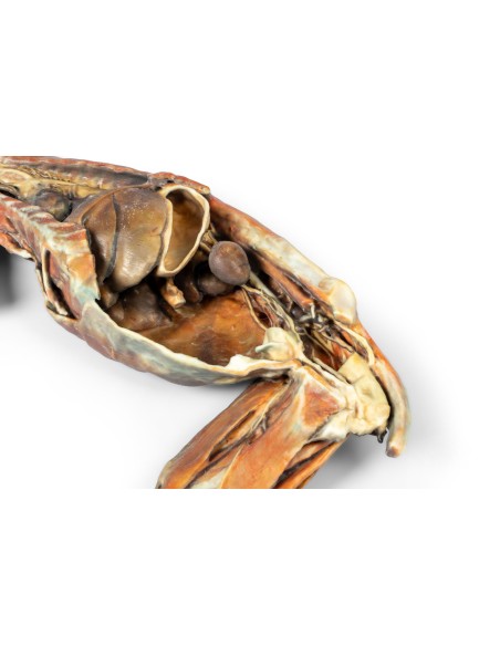 Dissection anatomique complète du chat – Erler Zimmer VP12000