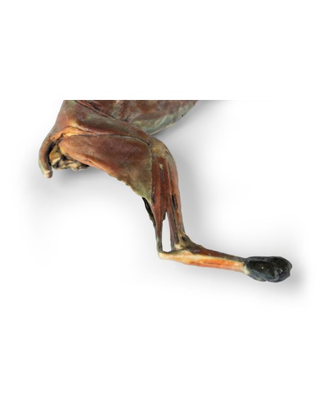 Complete Anatomical Dissection of a Cat – Erler Zimmer VP12000