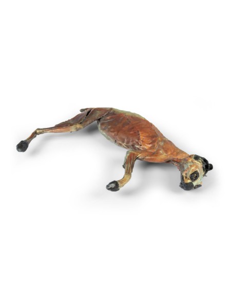 Complete Anatomical Dissection of a Cat – Erler Zimmer VP12000