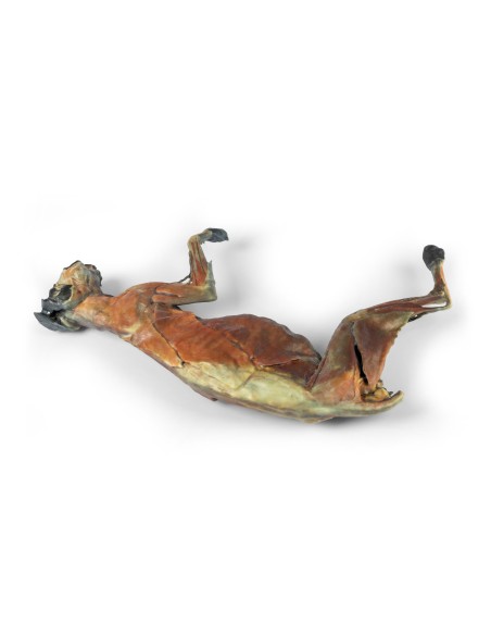 Dissection anatomique complète du chat – Erler Zimmer VP12000