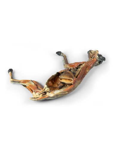 Dissection anatomique complète du chat – Erler...