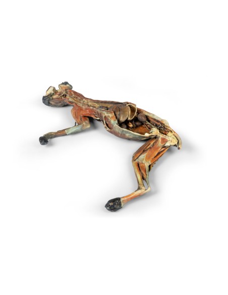 Dissection anatomique complète du chat – Erler Zimmer VP12000