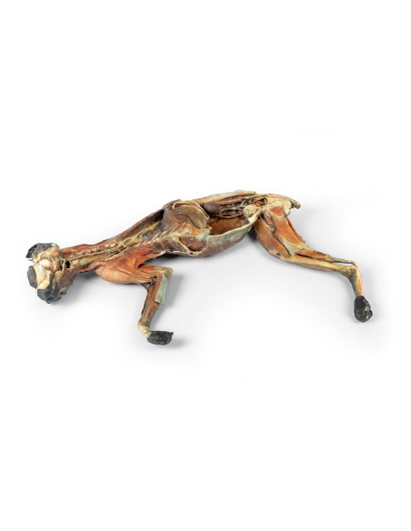 Dissection anatomique complète du chat – Erler Zimmer VP12000