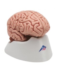 3B Cerebro científico, modelo anatómico clásico en 5...
