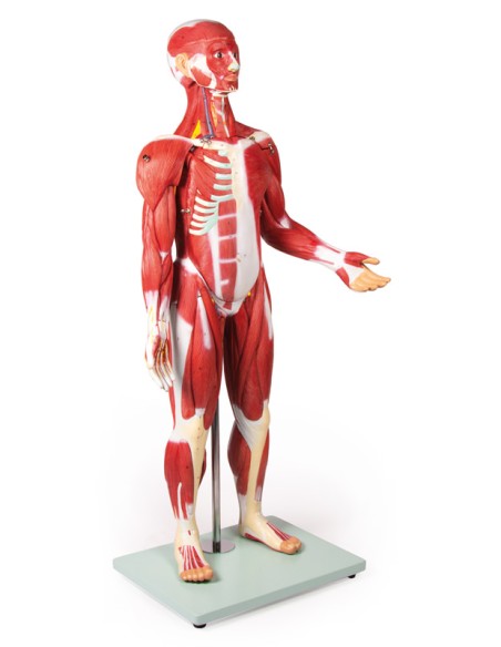 Erler Zimmer B160 30-Part Human Muscle Model