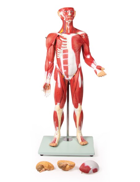 Erler Zimmer B160 30-Part Human Muscle Model