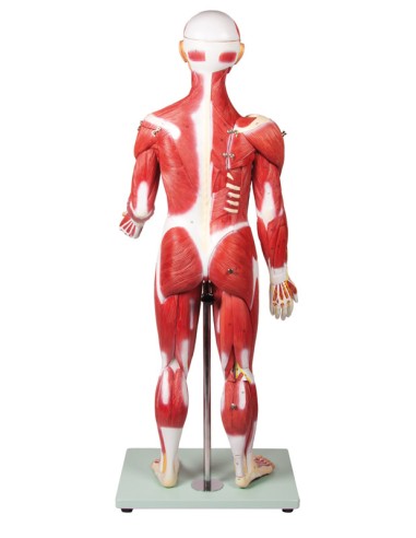 Erler Zimmer B160 30-Part Human Muscle Model