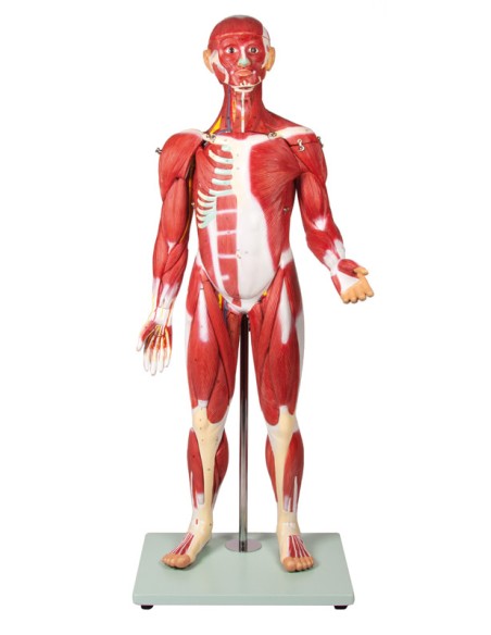 Erler Zimmer B160 30-Part Human Muscle Model
