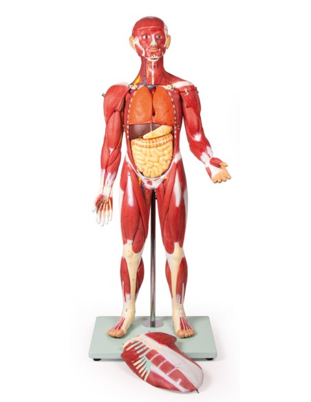 Erler Zimmer B160 30-Part Human Muscle Model