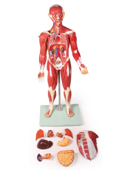 Erler Zimmer B160 30-Part Human Muscle Model