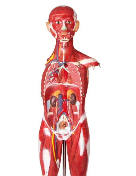 Erler Zimmer B160 30-Part Human Muscle Model