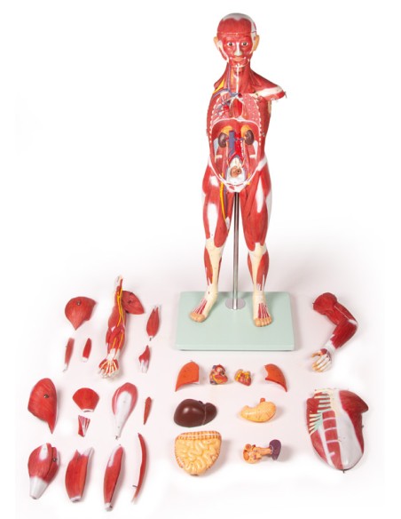 Erler Zimmer B160 30-Part Human Muscle Model